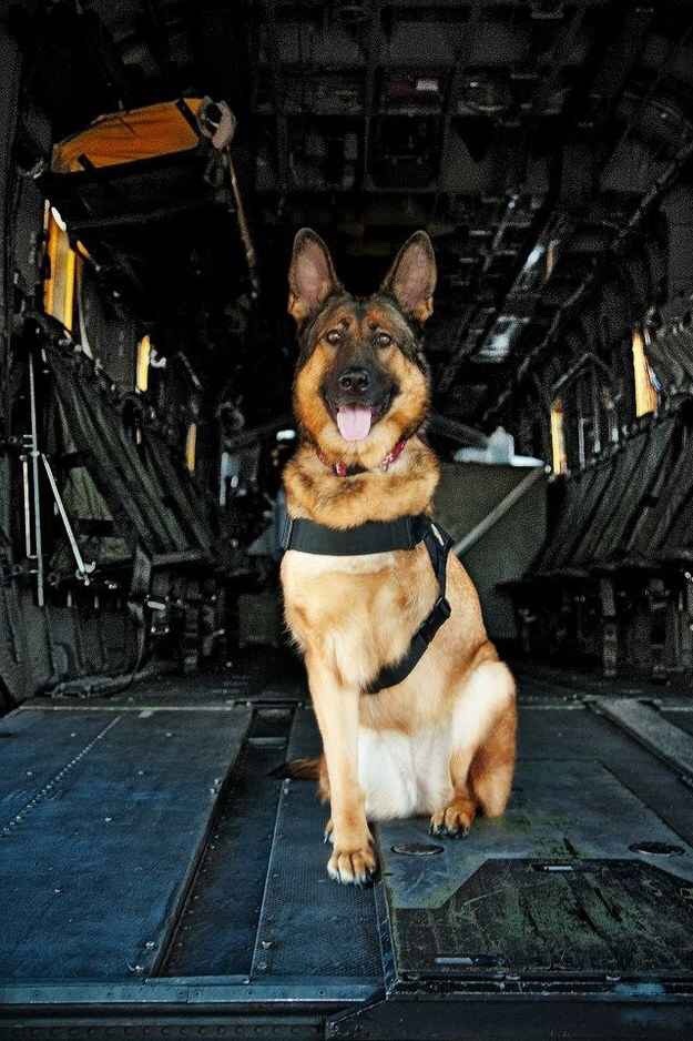 corgis-everywhere:  In honor of Veteran’s Day, meet Lucca,  an amputee veteran
