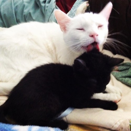 blackbirdandthefox: catsbeaversandducks: Benny The Surrogate Cat Dad Benny gets the most joy wh