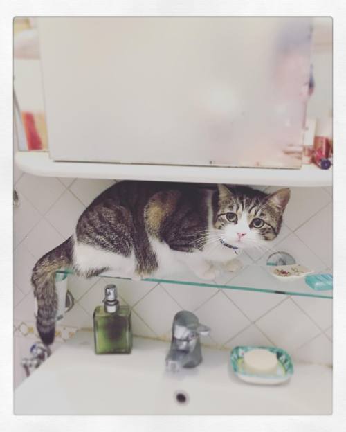 Showers amaze me. #humans #happy #gatto #cat #cats #cute #catsagram #catstagram #instagood #kitty #p