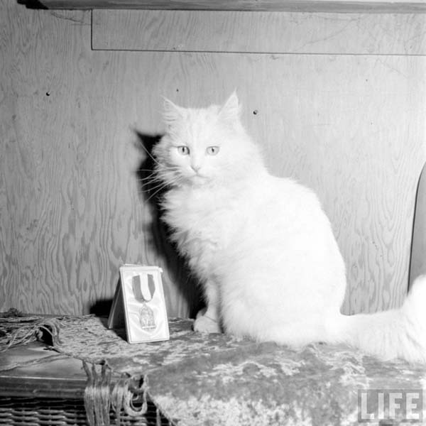 thecatpower:In 1947, Carolyn Swason and her cat named Baby were featured on life