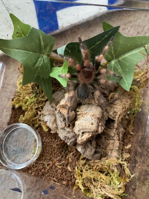 I Now Have A Pet Tarantula