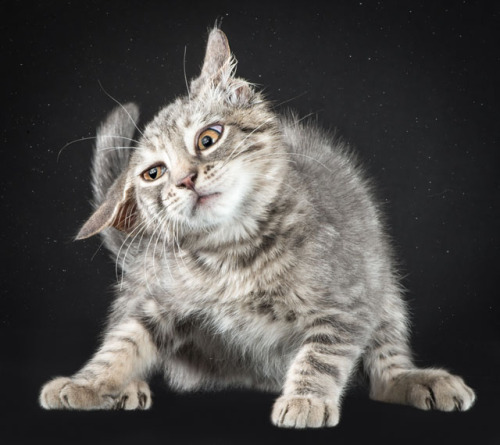 cornerof5thandvermouth:tht1chck:bobbycaputo:Portraits of Cats Shaking Themselves Clean Photographed 