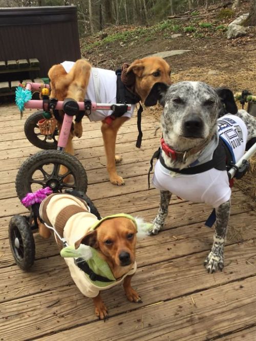 awesome-picz:Woman Adopts 6 Dogs With Special Needs And Now They’re All Living Their Best Lives.