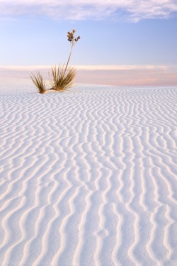 packlight-travelfar:  Soaptree Yucca by AlexBurke on Flickr.