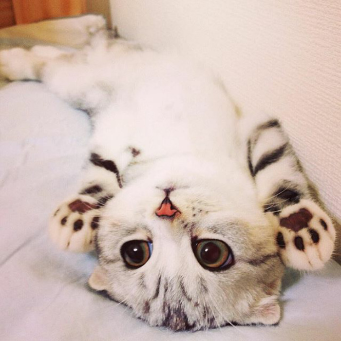 culturenlifestyle: Instagram Is Obsessed With This Adorable Kitty With Huge Eyes