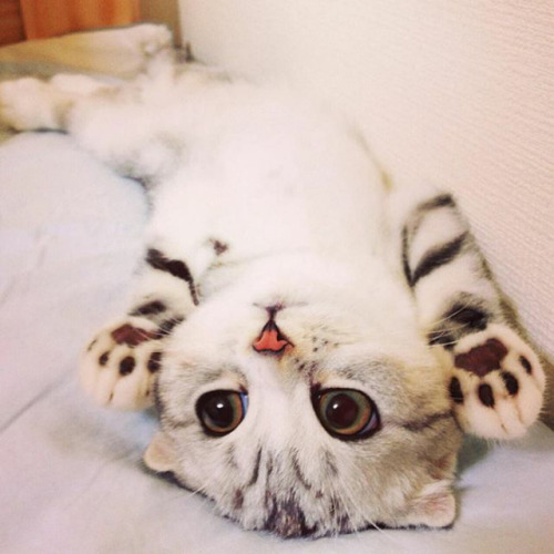 littlenerdybabye:  culturenlifestyle:  Scottish fold kitty called Hana from Japans has garnered over 250k followers on Instagram with her adorable big eyes. Keep reading   OH…MY…GOSHIES!!! 😻😽😸
