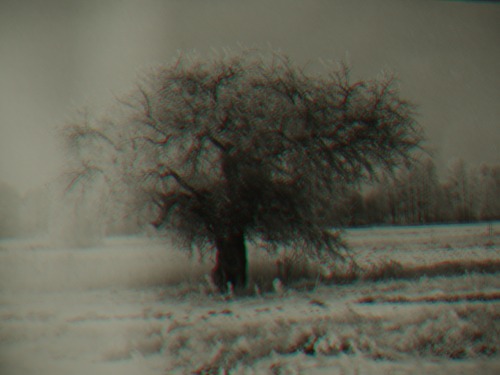 Anna Chara, Old Tree, 2015