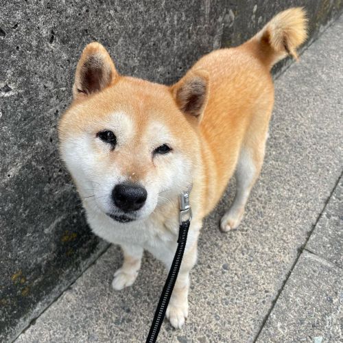 だいぶお腹の調子が良くなってきました✨ #dog #doge #shiba #shibe #shibainu #shibastagram #komugi #柴犬 #赤柴 #しばいぬ #柴犬の小麦さん 