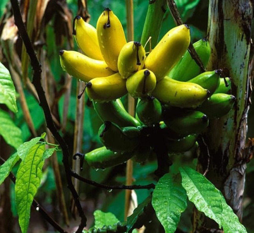 plantain