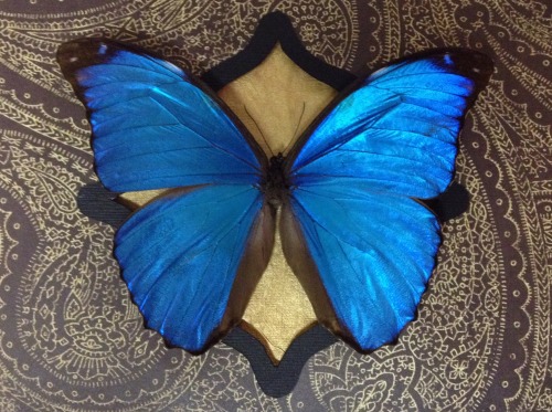 I have another blue morpho shadowbox available! Take a look at all of my bugs at Infinite Cosmic Aby