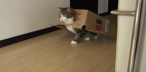 On Cats