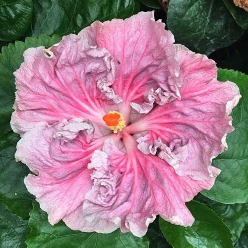 floralls:  Tropical Hibiscus II via  tezulaplants   