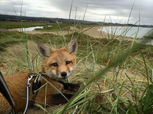 Attentiona fox is a fren, it protecc &amp; it attaccAyla the Fox