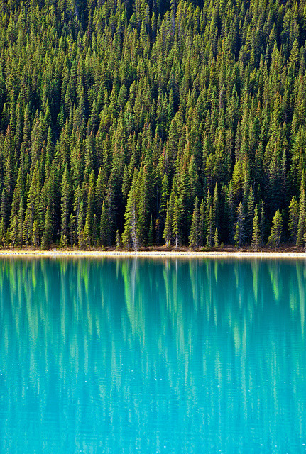 aitramah:  Bow Lake Reflection | Photographer (aitramah on tumblr) 