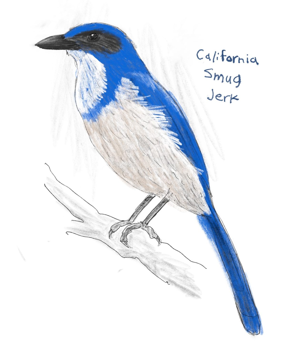 It’s spring and we all know what that means. That’s right—the goddamned scrub jays are back.California Smug Jerk
Common Name: California Scrub Jay (formerly Western Scrub Jay)
Due to climate change, this smug son of a bitch has expanded its range...