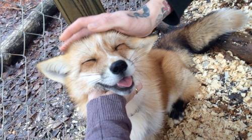 Rescued fox enjoys being pet!www.facebook.com/anhsanctuary