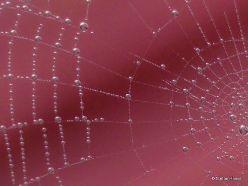 Spiders Work and Water DropletsCopyright ©Stefan Haase All Rights Reserved website