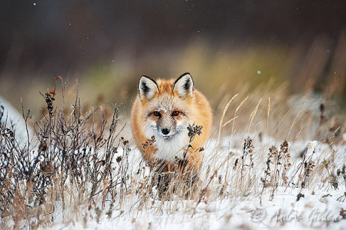 Red Fox by André Gilden on Flickr.