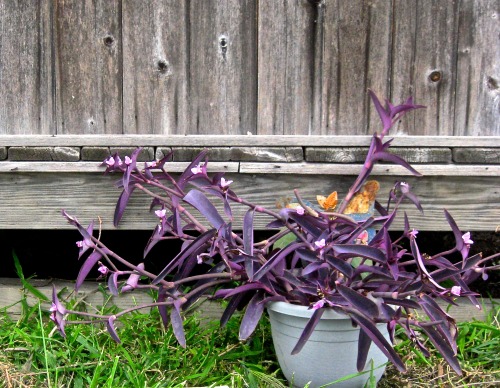 Plants from yesterday’s walk across town. California poppies and purple heart.
