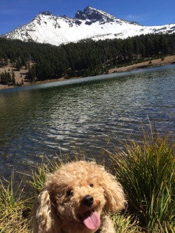 awwww-cute:  My girlfriends dog likes mountains