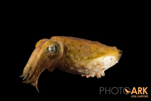 montereybayaquarium:Ready for their close-upWe love watching live cephalopods, but it’s a treat to s