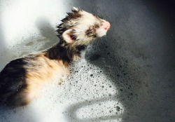 tyrannosarahs:  smol bears getting a bath   &lt;3