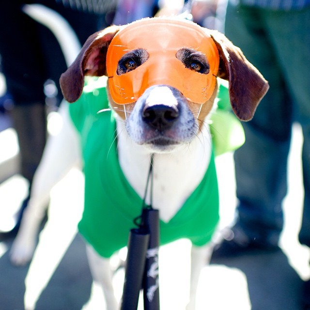 thedogist:
“ Lady, Beagle/Pointer mix, Halloween Howl at Carl Schurz Park, New York, NY
”