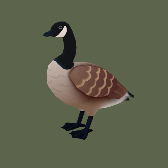 Honk!It’s the bird of the year: the majestic goose! 