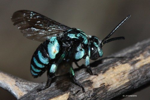 onenicebugperday:Neon cuckoo bee, Thyreus nitidulus, Apidae, found in Australia and north into 