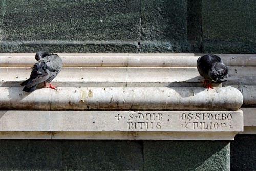 Pigeons preen above a medieval inscription on the facade of the Duomo of Florence. The words, + S. D