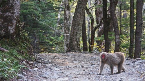 Japanese Macaque, Nagano-ken,  Honshu