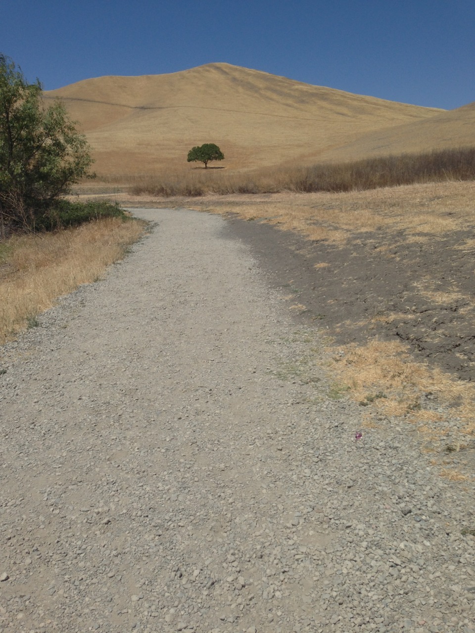 great-vibrations:  Went on a hike here is a spam of pics from it  Conta Loma, In