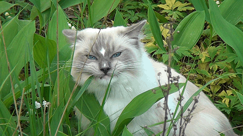 isriana:Some gifs of Nemo’s outdoor adventures :)