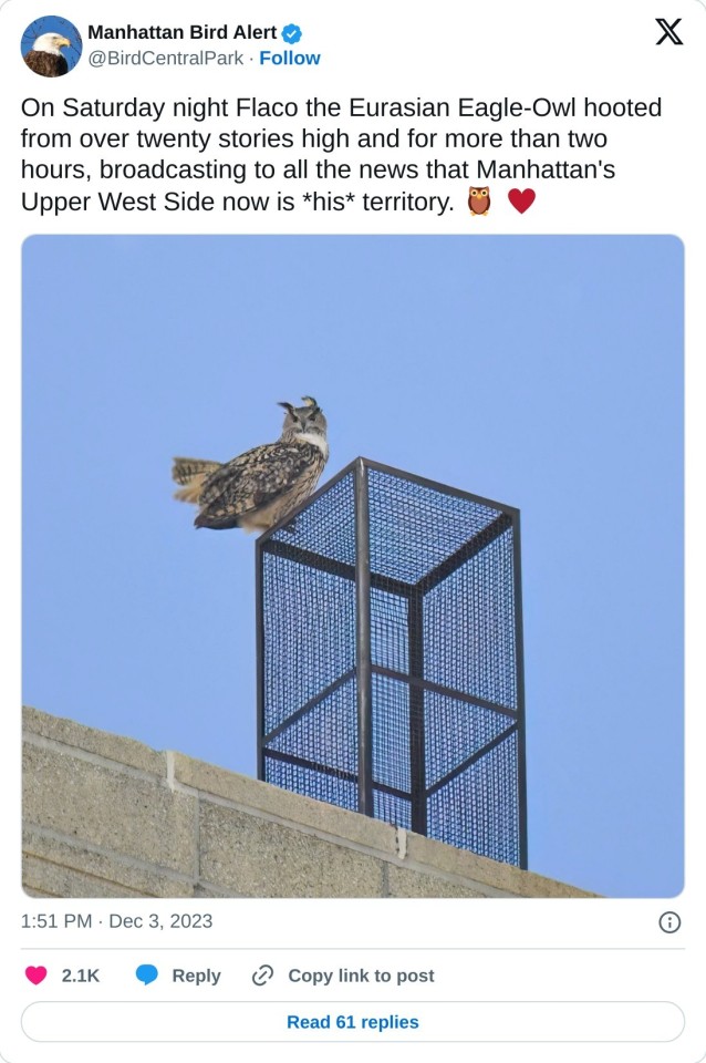 On Saturday night Flaco the Eurasian Eagle-Owl hooted from over twenty stories high and for more than two hours, broadcasting to all the news that Manhattan's Upper West Side now is *his* territory. 🦉 ♥️ pic.twitter.com/l127rpE4ue

— Manhattan Bird Alert (@BirdCentralPark) December 3, 2023