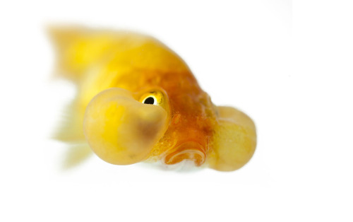 staceythinx:  Selections from The Fish Book by Ernest Goh 