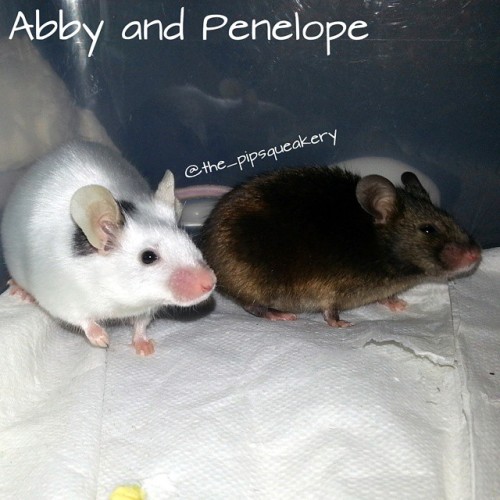 thepipsqueakery: This is Abby (the white one) and Penelope (the brown one). They live with Ruth. Las