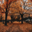 autumntealeaves