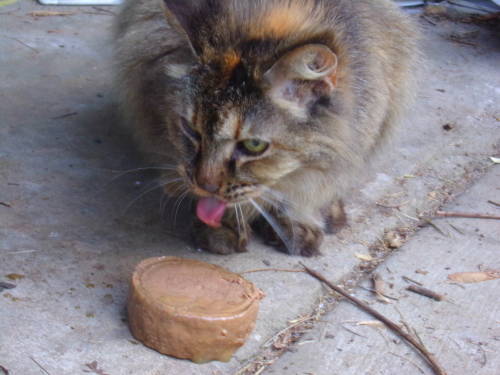 calico-dan:Say hello to Scrappy Cat! I found out her owner died so out of desperation she found hers