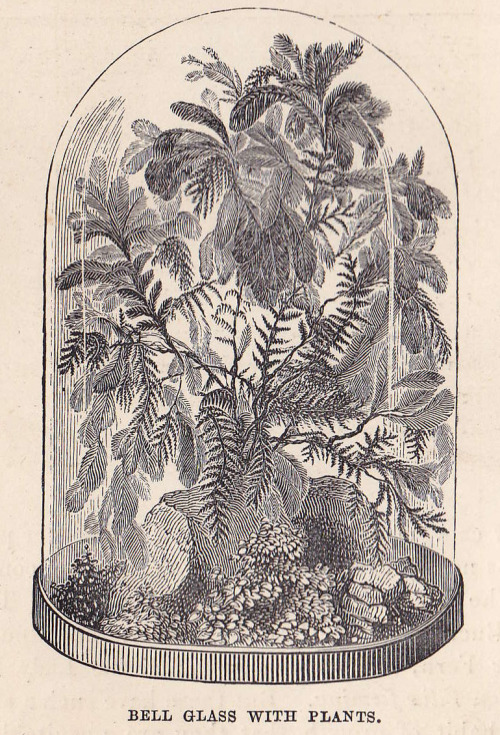 plant-scans: Bell glass with plants, The Window Gardener, 1889