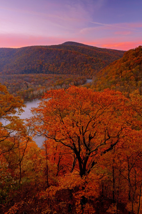 Laurel Highlands: Tree in autumnal bloom by Shahid Durrani