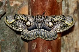 millenianthemums:  meetmeincalifornia:  masterbuildercam:  huffy-lemon:  Please be nice to moths  They spend their whole caterpillar lives thinking theyre going to be beautiful butterflies and then they turn out ugly and everyone hates them. Please be