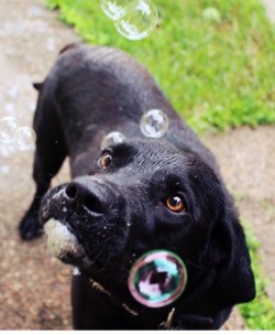 Handsomedogs:  Milo’s First Time With Bubbles..  Stage 1: Watch With Curiosity.