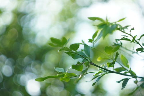 「ひかりのたま」sony a6400HELIOS 44-2 58mmオールドレンズ旅