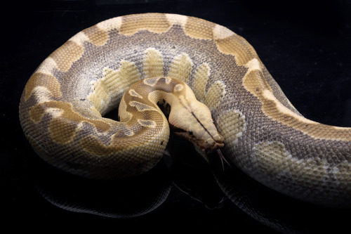 Azuriath (blue ghost het ultra short-tailed python)