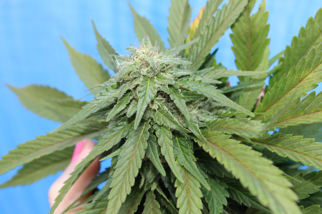 sweetstoner:Some bud candids
