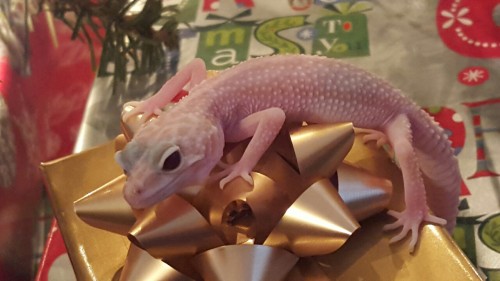 Christmas geckos, except Sprint because she wouldn’t stay still.