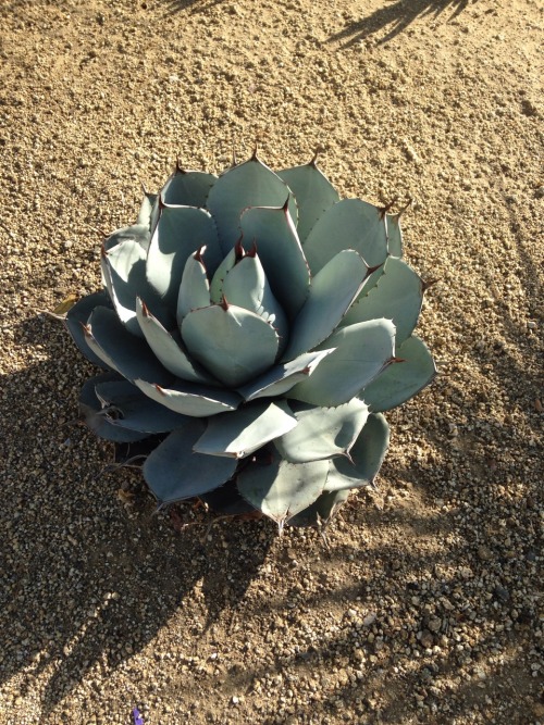 1.29.17 - Sweet little succulents in North Hollywood.