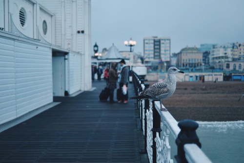 bryzoid:  Brighton Pier, United Kingdom 