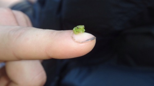 ursulavernon:  geardrops:  molly-ren:  zubat:  justbmarks:  Tiny Frog - Amazon Rainforest, Peru  This frog has absolutely no business being this tiny.  Fuck you, frog! How dare you be this small!  it’s too small!!  Don’t listen, frog! YOU BE AS TINY