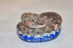 awwww-cute:  Newborn Sidewinder in a root beer bottlecap